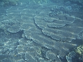 SIQUIJOR3409