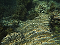 SIQUIJOR3420