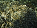 SIQUIJOR3423