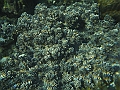 SIQUIJOR3425