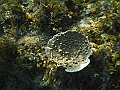 SIQUIJOR3457
