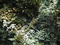 SIQUIJOR3481