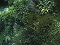 SIQUIJOR3483