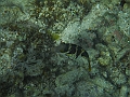 SIQUIJOR3499