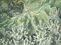 SIQUIJOR3502