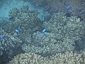 SIQUIJOR3505