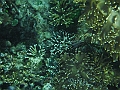 SIQUIJOR3515