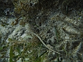 SIQUIJOR3527