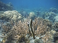 SIQUIJOR3590