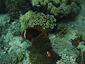 SIQUIJOR3594