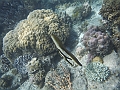 SIQUIJOR3596