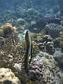 SIQUIJOR3597