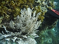 SIQUIJOR3604