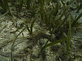 SIQUIJOR3615