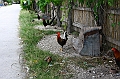 IMG_4460