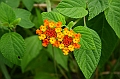 IMG_4489