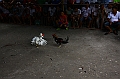 IMG_4491