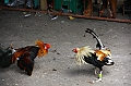 IMG_4495