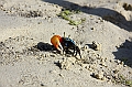 IMG_4587