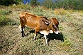IMG_4641