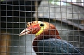 IMG_4775