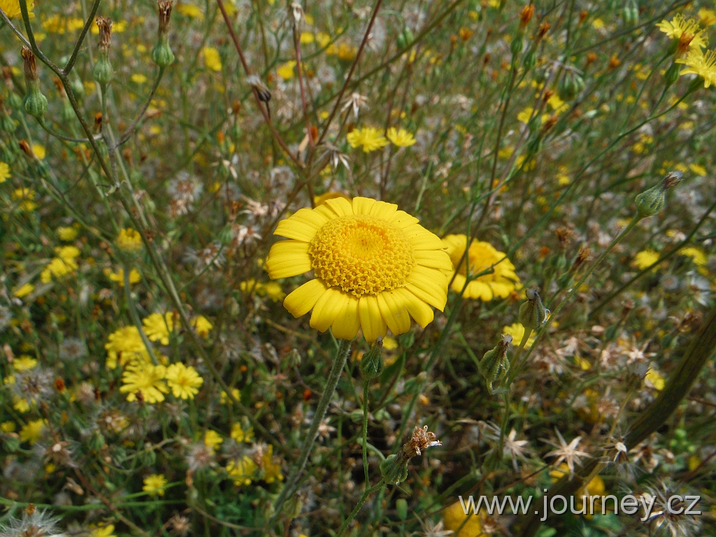 DSCF2749.JPG