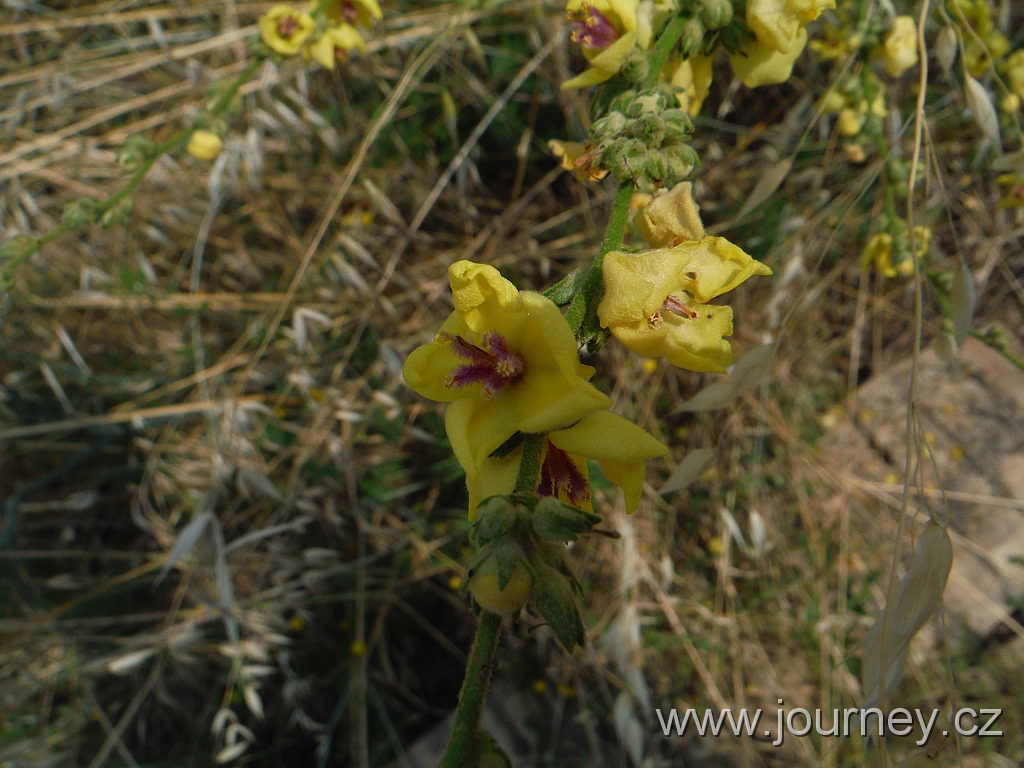 DSCF2750.JPG