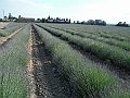 DSCF2101