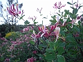DSCF2156