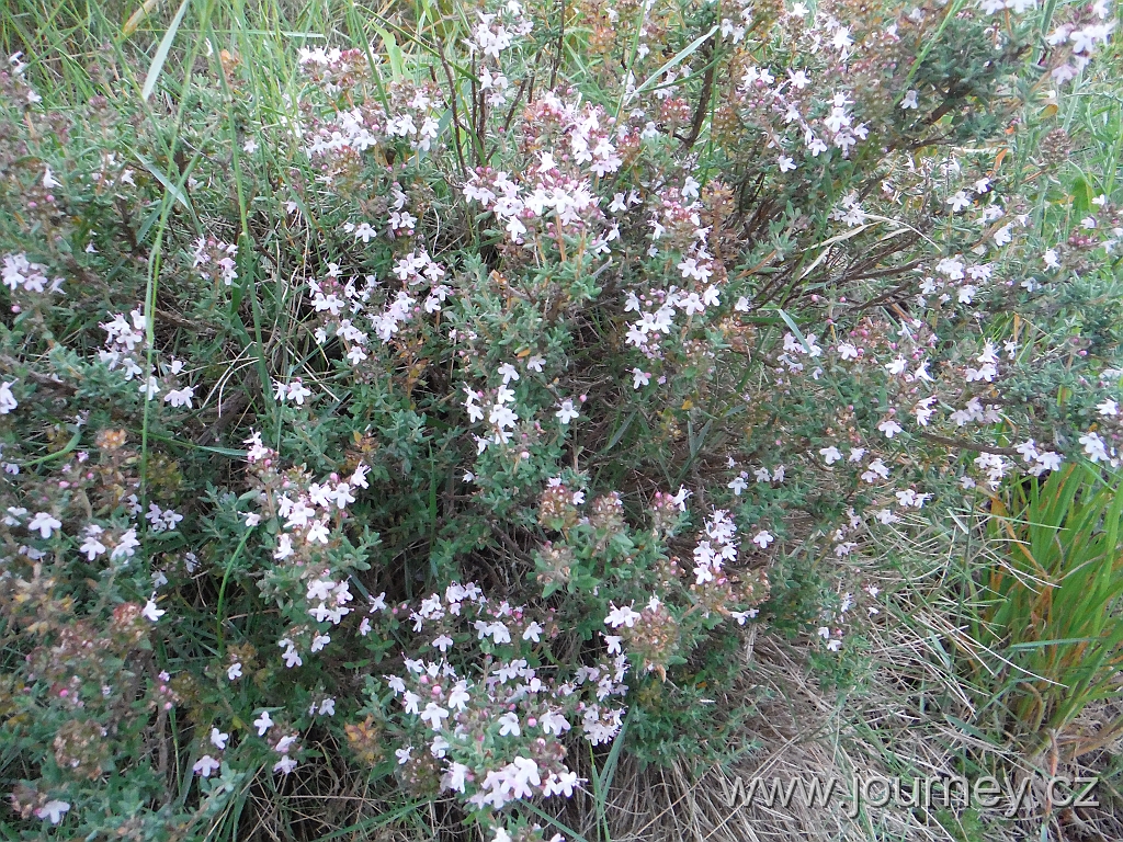 DSCF3976.JPG