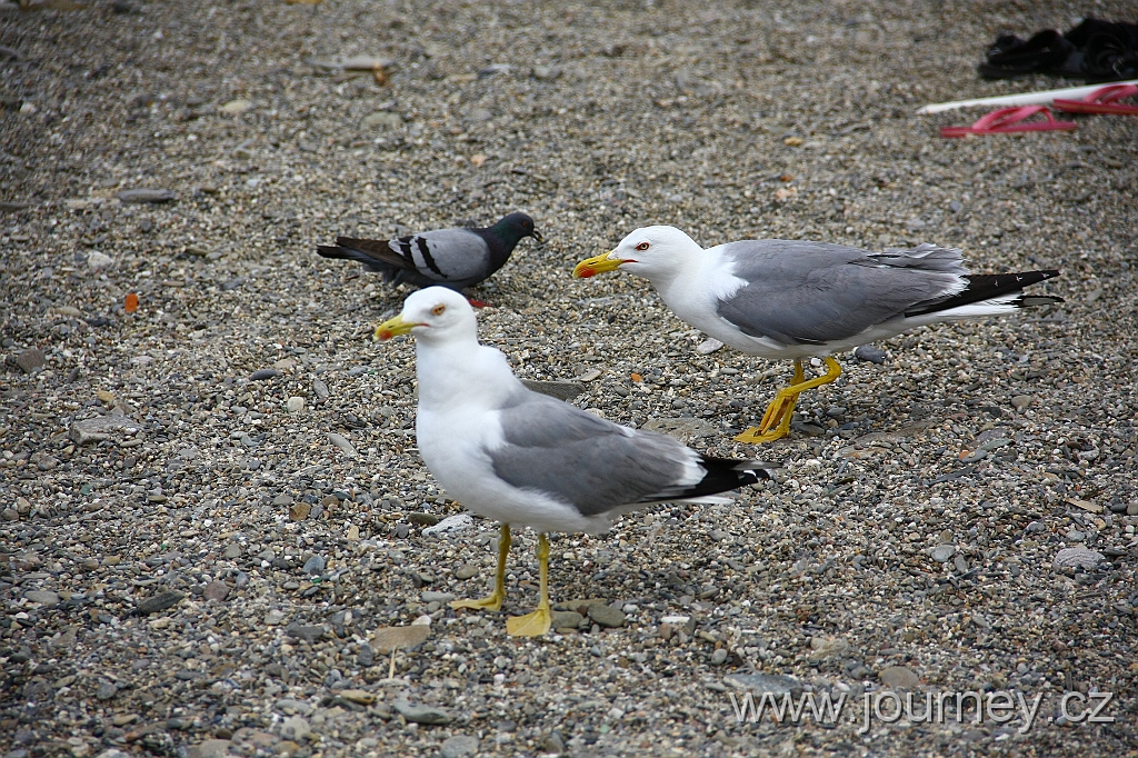 IMG_6077.JPG