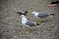 IMG_6077