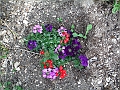 DSCF4798
