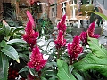 DSCF5079