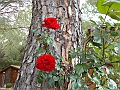 DSCN0018