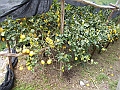 DSCN0626