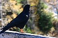 IMG_7830