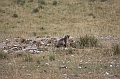 IMG_9217